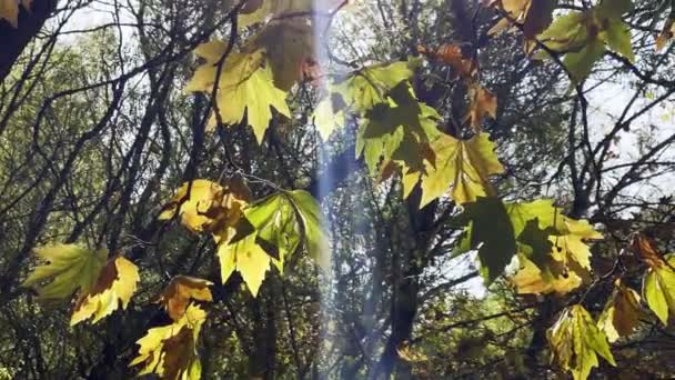 Bela Estação Outono Natural Romântica Brown Folhas Secas — Vídeo de Stock