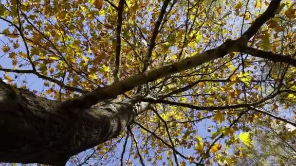 美しい自然の秋の季節ロマンチックな茶色の乾燥した木の葉 — ストック動画