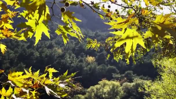 美しい自然の秋の季節ロマンチックな茶色の乾燥した木の葉 — ストック動画