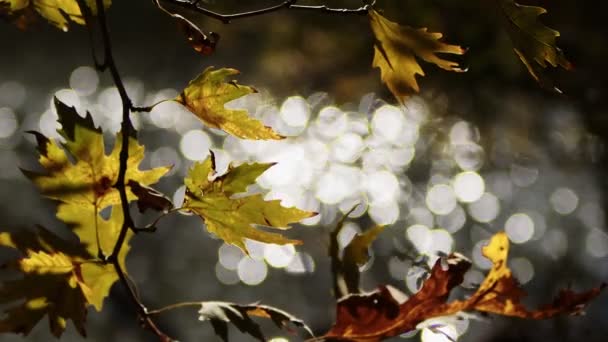 Όμορφη Φυσική Φθινοπωρινή Εποχή Ρομαντικά Καφέ Ξηρά Φύλλα Ένα Δέντρο — Αρχείο Βίντεο
