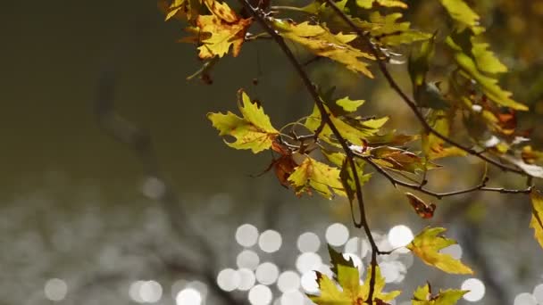 Güzel Doğal Sonbahar Sezonu Romantik Kahverengi Kuru Yapraklar Ağaçta — Stok video