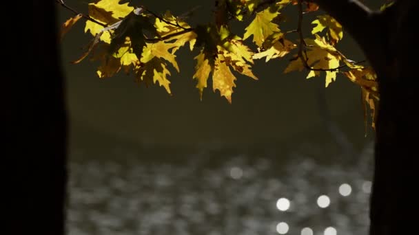 美丽的自然秋天季节浪漫的棕色树叶挂在树上 — 图库视频影像