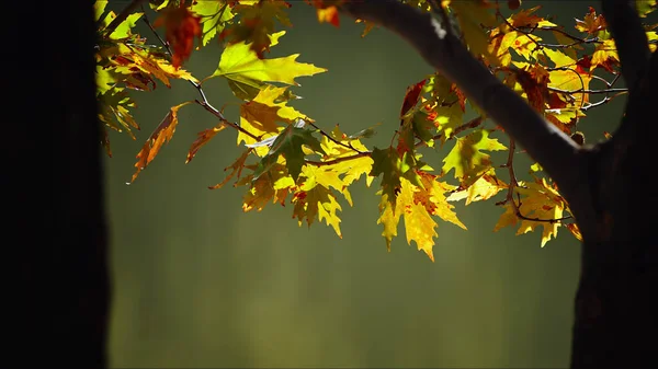 Bautiful Natural Autumn Season Romantic Brown Dry Leaves Фото — стоковое фото