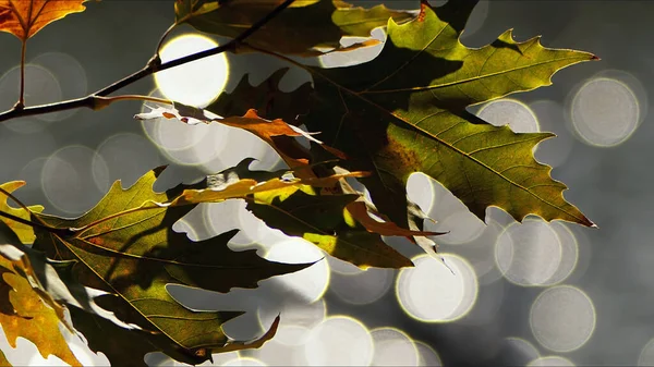 Bautiful Natural Autumn Season Romantic Brown Dry Leaves Photo — Stock Photo, Image