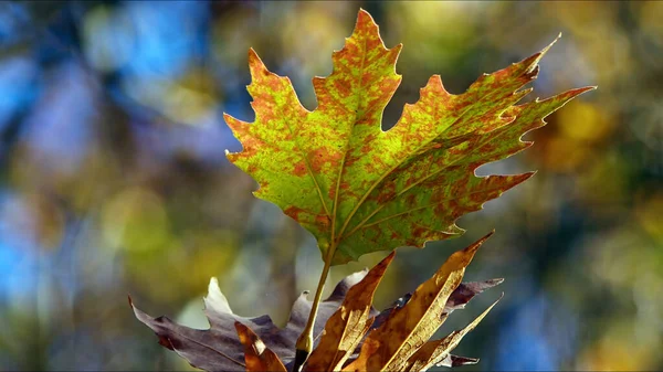 Bautiful Naturalna Jesień Sezon Romantyczny Brązowy Suche Liście Zdjęcie — Zdjęcie stockowe