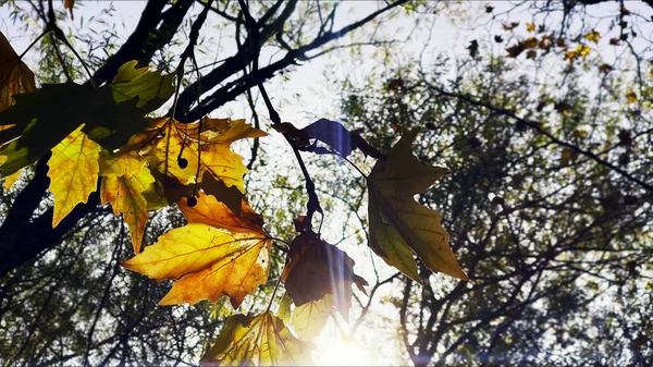 Schöne Natürliche Herbstsaison Romantisches Braun Trockene Blätter Foto — Stockfoto