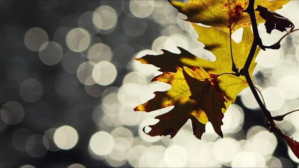 Bautiful Naturalna Jesień Sezon Romantyczny Brązowy Suche Liście Zdjęcie — Zdjęcie stockowe