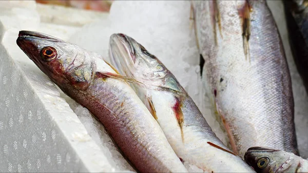 Rauwe Vis Van Zeevruchten Een Winkel Ijs — Stockfoto