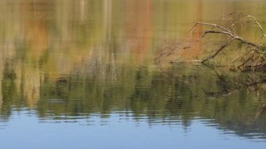 Göldeki Ağacın Kuru Dallarının Gölgesi