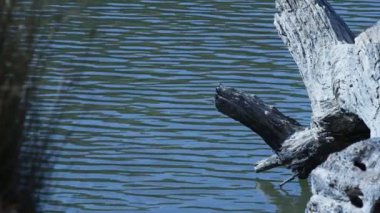Göldeki Ağacın Kuru Dallarının Gölgesi