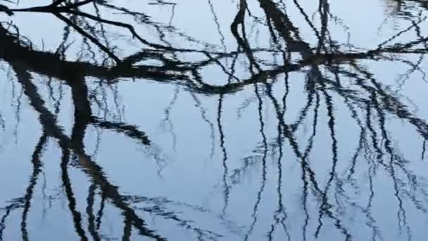 Sombra Dos Ramos Secos Árvore Água Lago — Vídeo de Stock