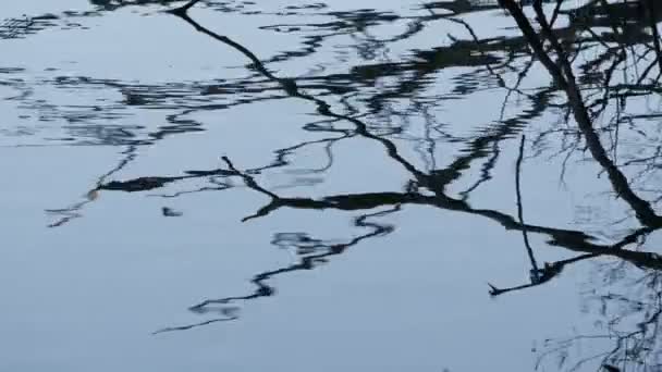 湖の水の中の木の枝の影 — ストック動画