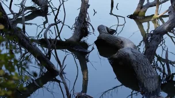 Ombre Des Branches Sèches Arbre Dans Eau Lac — Video