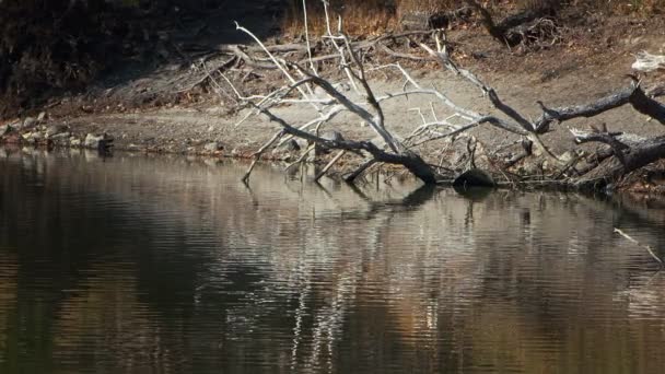 Тінь Сухих Гілок Дерева Озерній Воді — стокове відео