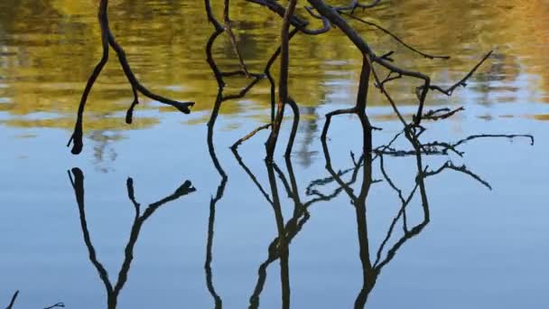 Σκιά Των Ξηρών Υποκαταστημάτων Του Δέντρου Στη Λίμνη Του Νερού — Αρχείο Βίντεο