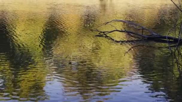 Der Schatten Der Trockenen Zweige Des Baumes Wasser Des Sees — Stockvideo
