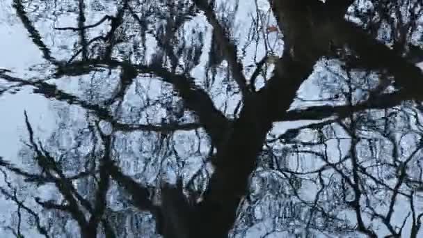 Der Schatten Der Trockenen Zweige Des Baumes Wasser Des Sees — Stockvideo