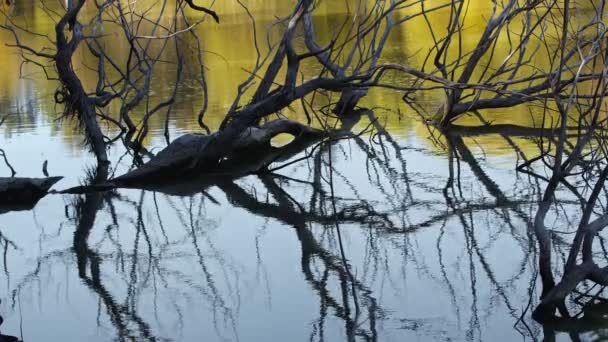 Σκιά Των Ξηρών Υποκαταστημάτων Του Δέντρου Στη Λίμνη Του Νερού — Αρχείο Βίντεο