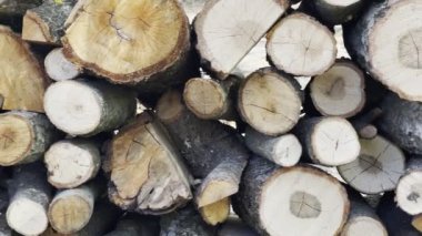 Sawn Oak Woods Doğadaki Çipleri