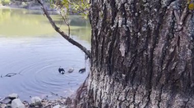 Doğadaki Hayvan Kuş Ördekleri 