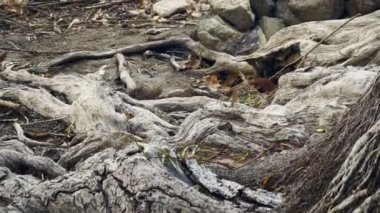 Doğadaki Hayvan Kuş Ördekleri 