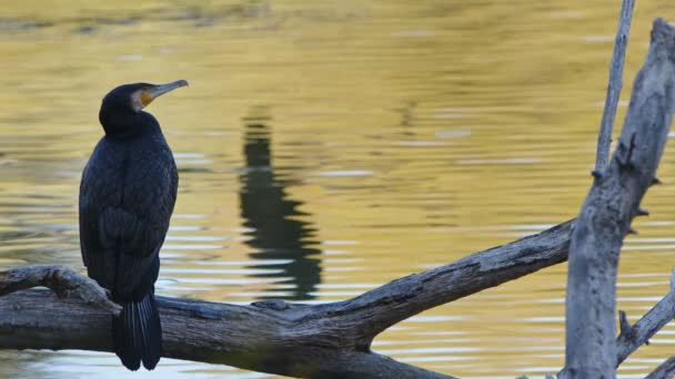 Animal Bird Cormorant Perto Lago — Vídeo de Stock