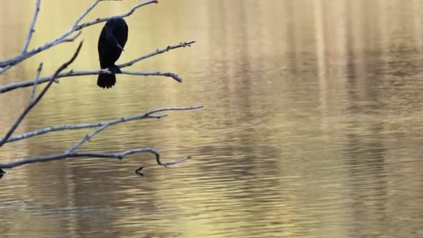 Djurfågelskarv Nära Sjön — Stockvideo