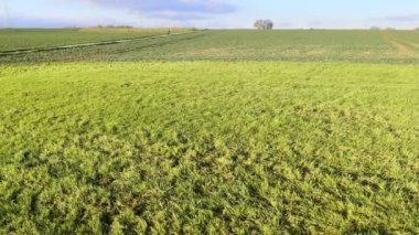 Yeşil alanda yürüyüş