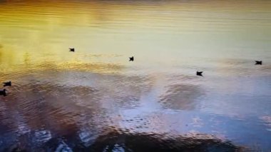 Bird Seagulls on Sea in Sunset Light