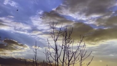 Dry Tree and Sea in Sunset Light