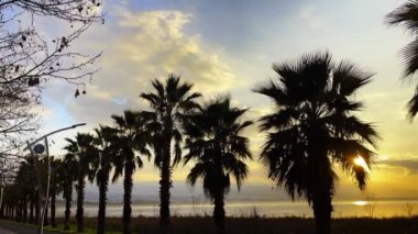 Palm Trees and the Sea in Sunset 