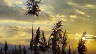 Plant Reeds and Sea in Sunset 