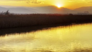 Plant Reeds and Sea in Sunset 