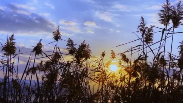 Plant Reeds Sea Sunset — Vídeo de stock
