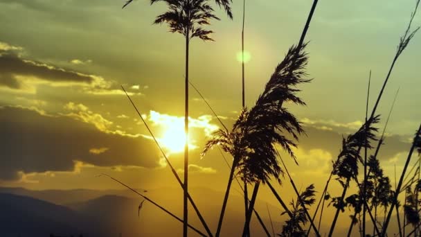 Plant Reeds Sea Sunset — Stock videók