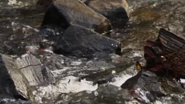  Waterfall on a River in Wild Nature 