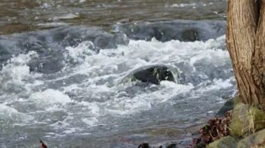 Waterfall on a River in Wild Nature 