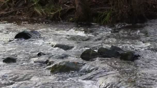 野生の自然界の川の滝 — ストック動画
