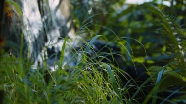  Waterfall on a River in Wild Nature 