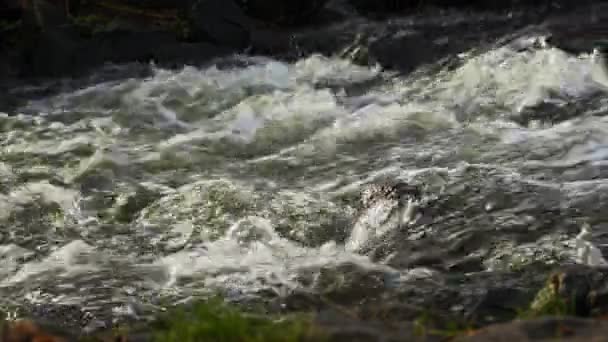 Waterfall River Wild Nature — Vídeo de Stock