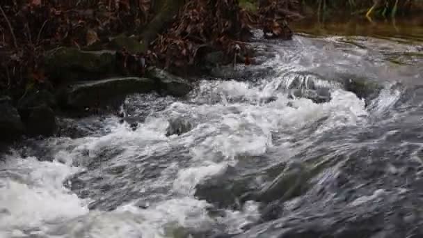 野生河流上的瀑布 — 图库视频影像