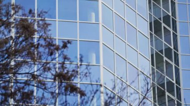 Tree Branches and the Business Tower Building