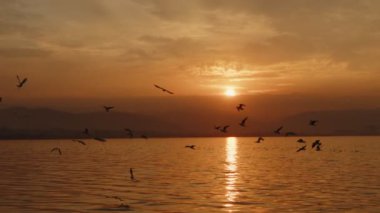 Animal Bird Seagulls Flying in Sunset  Video