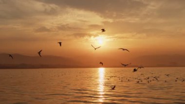 Animal Bird Seagulls Flying in Sunset  Video