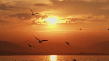Animal Bird Seagulls Flying in Sunset  Video