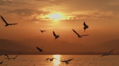 Animal Bird Seagulls Flying in Sunset  Video