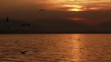Animal Bird Seagulls Flying in Sunset  Video