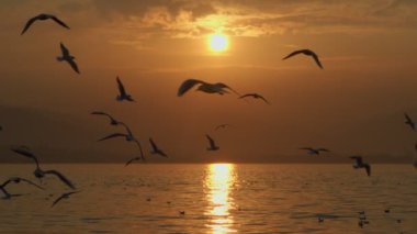 Animal Bird Seagulls Flying in Sunset  Video