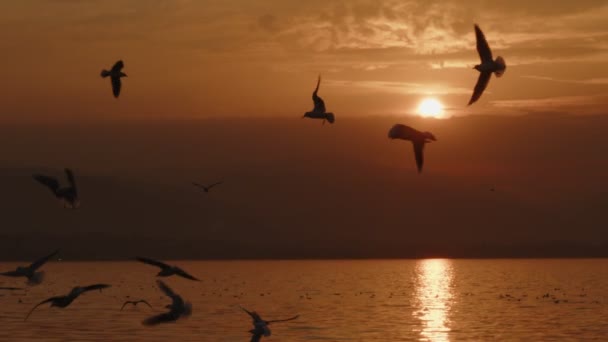 Animal Bird Seagulls Flying Sunset Video — Stock Video