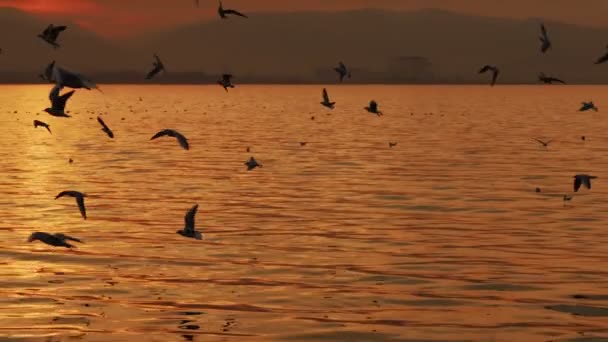 Animal Bird Seagulls Flying Sunset Video — Video